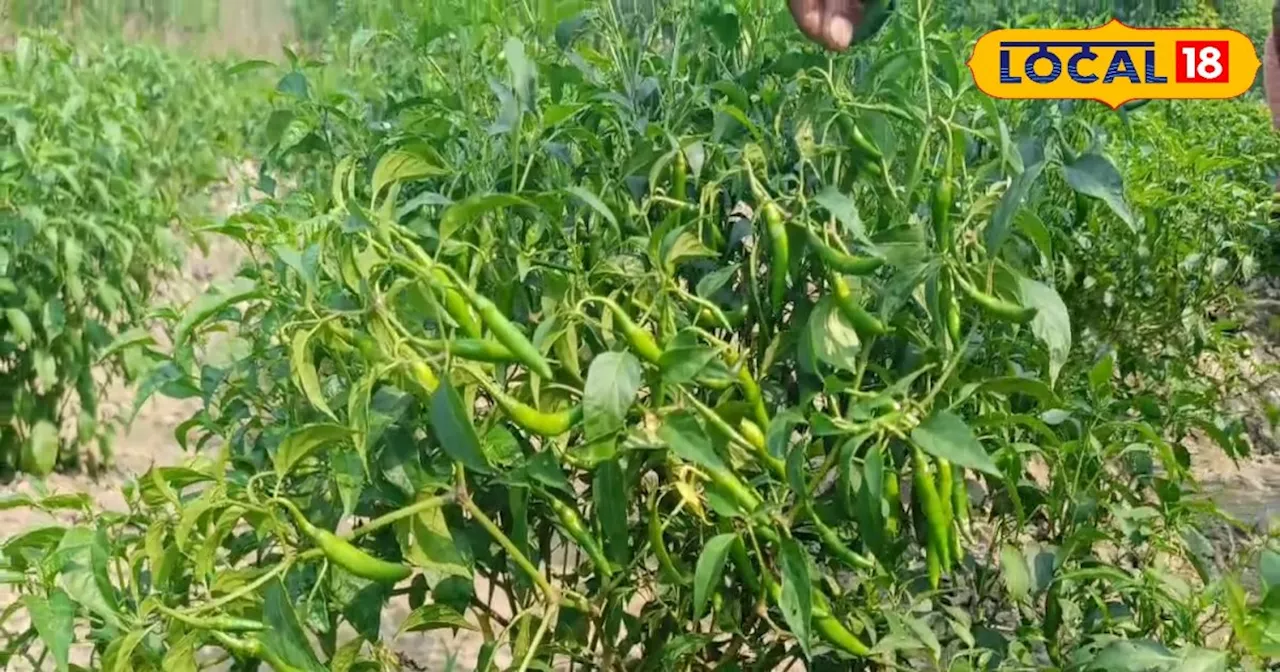 Chilli Cultivation: किसान ने शुरू की मिर्च की खेती, चमक गई किस्मत! लाखों में कमा रहा मुनाफा