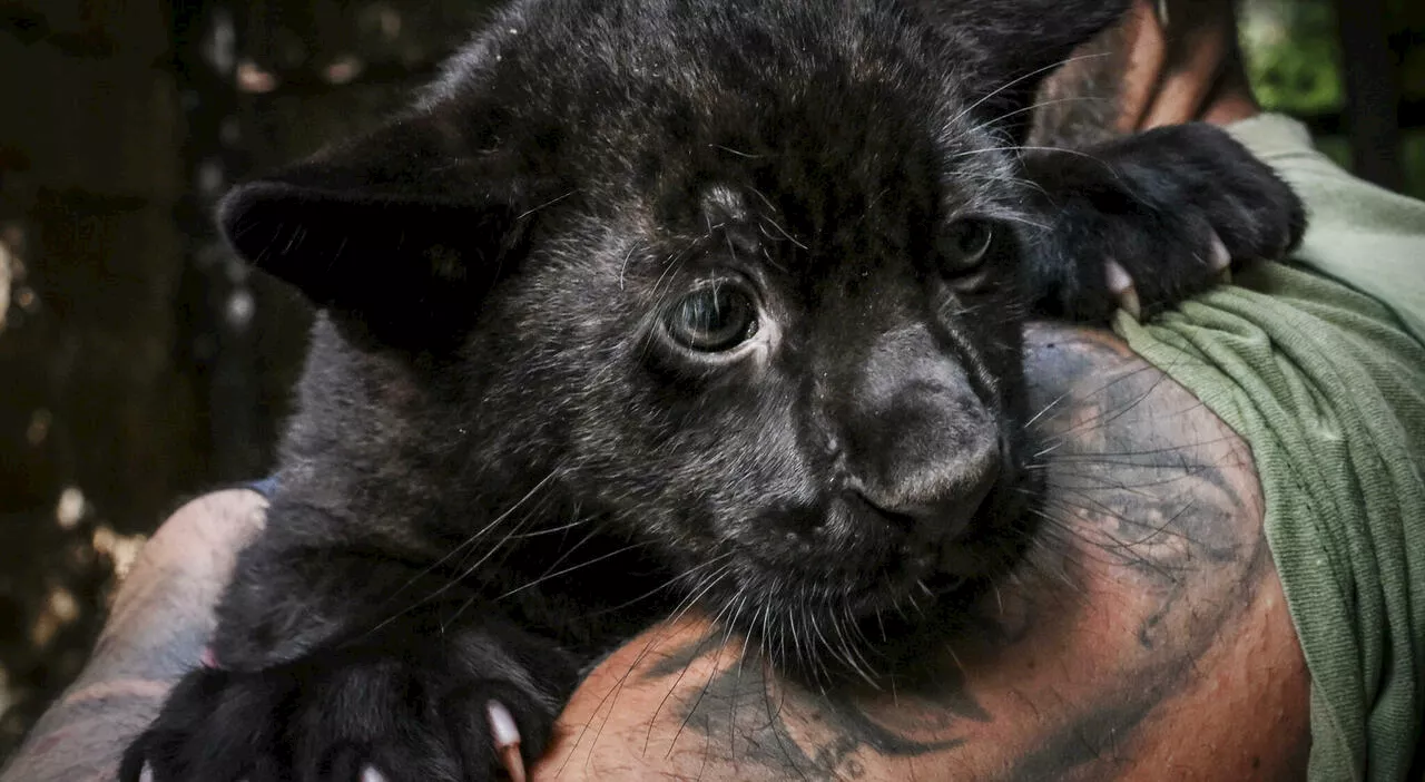 Giaguaro Romelu, allo zoo di Napoli è nato il felino che sostituisce Victor