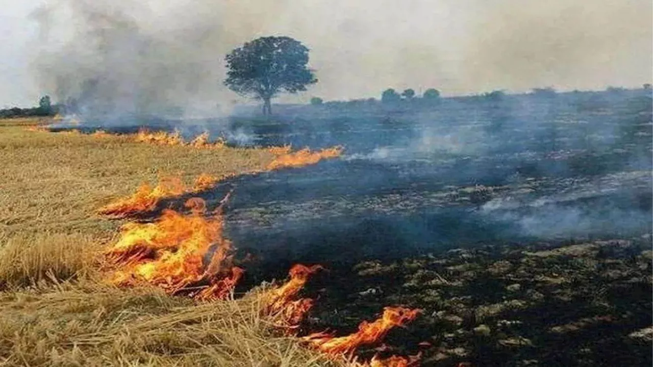 पाकिस्तान में जलती पराली ने दिल्ली-NCR वासियों से छीनी साफ हवा, आने वाले समय में कैसे होंगे हालात