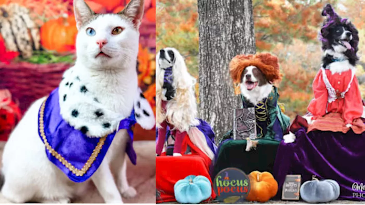 🐾 Show us your furry friends in costume! Submit your Halloween pet pics to Click2Pins