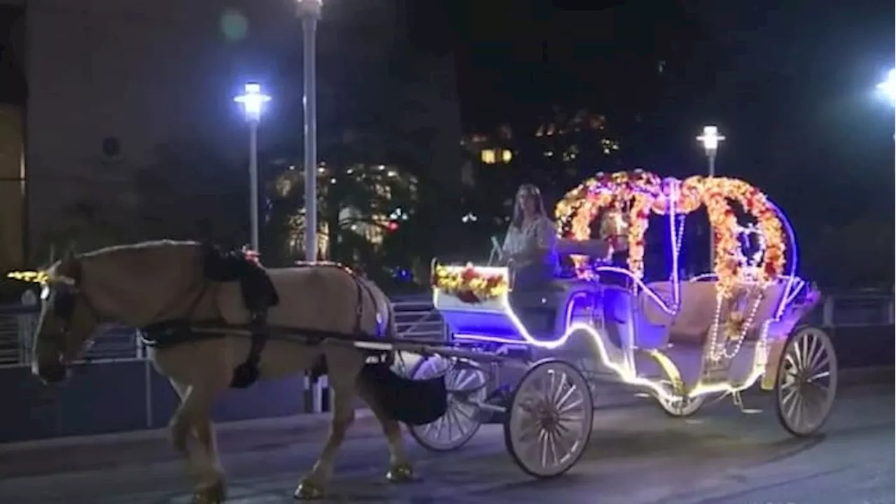 City Council holds briefing on horse carriage phase-out plan