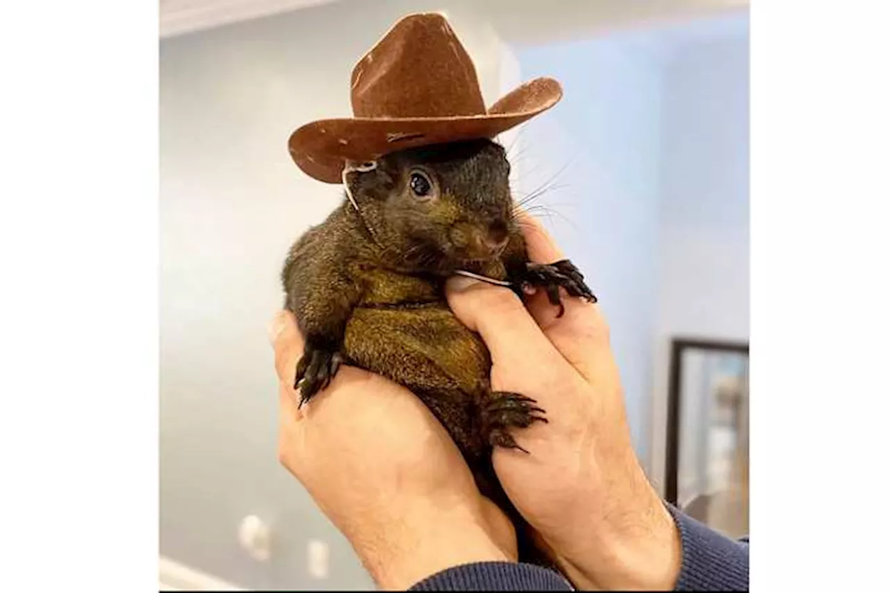 Instagram-famous squirrel named Peanut seized by New York state authorities