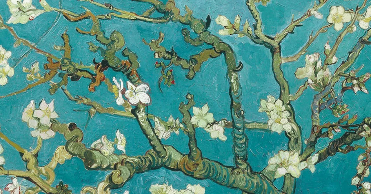 Van Gogh en el Museo Emilio Caraffa: todo sobre el programa educativo Al corazón del arte