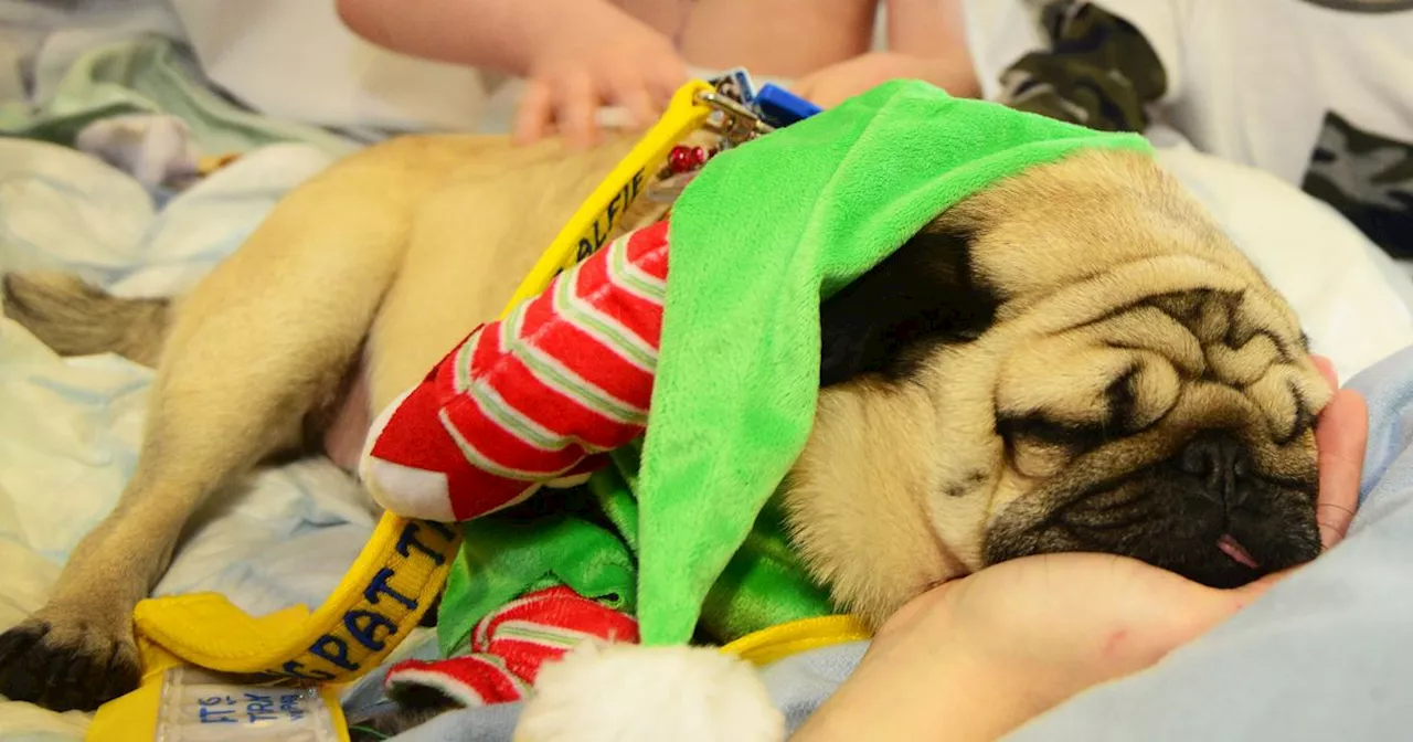 Alfie the pug retires after years of making countless poorly children smile