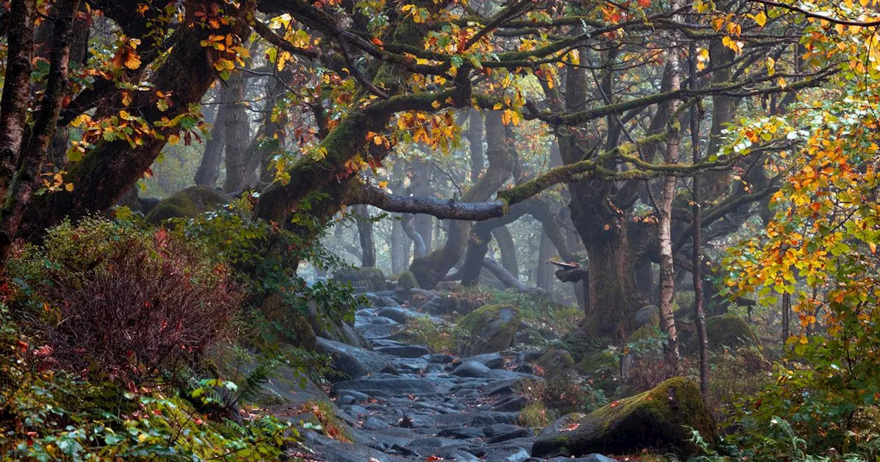 The Peak District woodland walk named one of the best to do this autumn