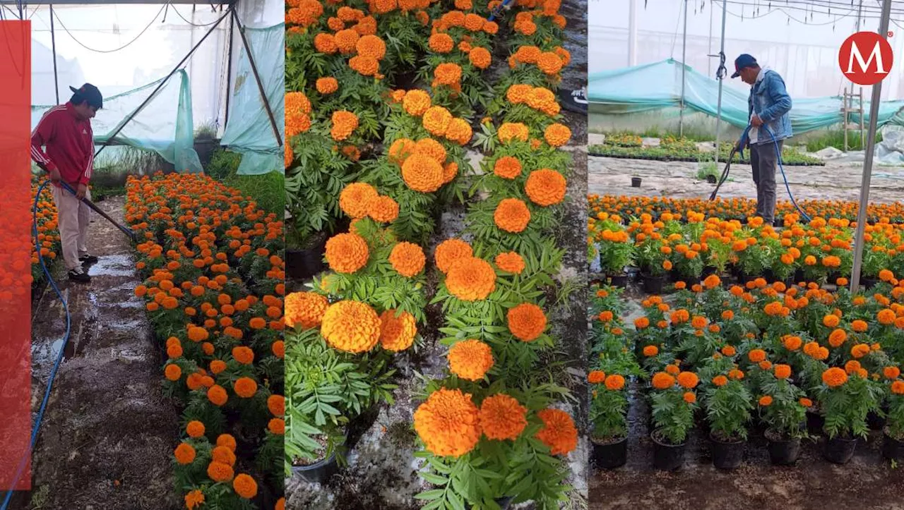 Estudiantes de UAEMéx producen y venden flores de cempasúchil en maceta