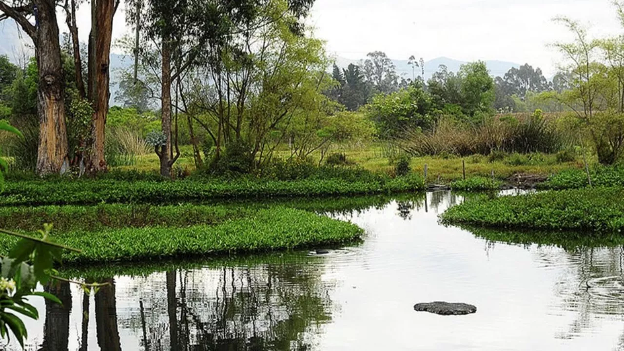 Consejo de Estado admite demanda de nulidad contra Licencia Ambiental de ampliación de la Avenida Boyacá