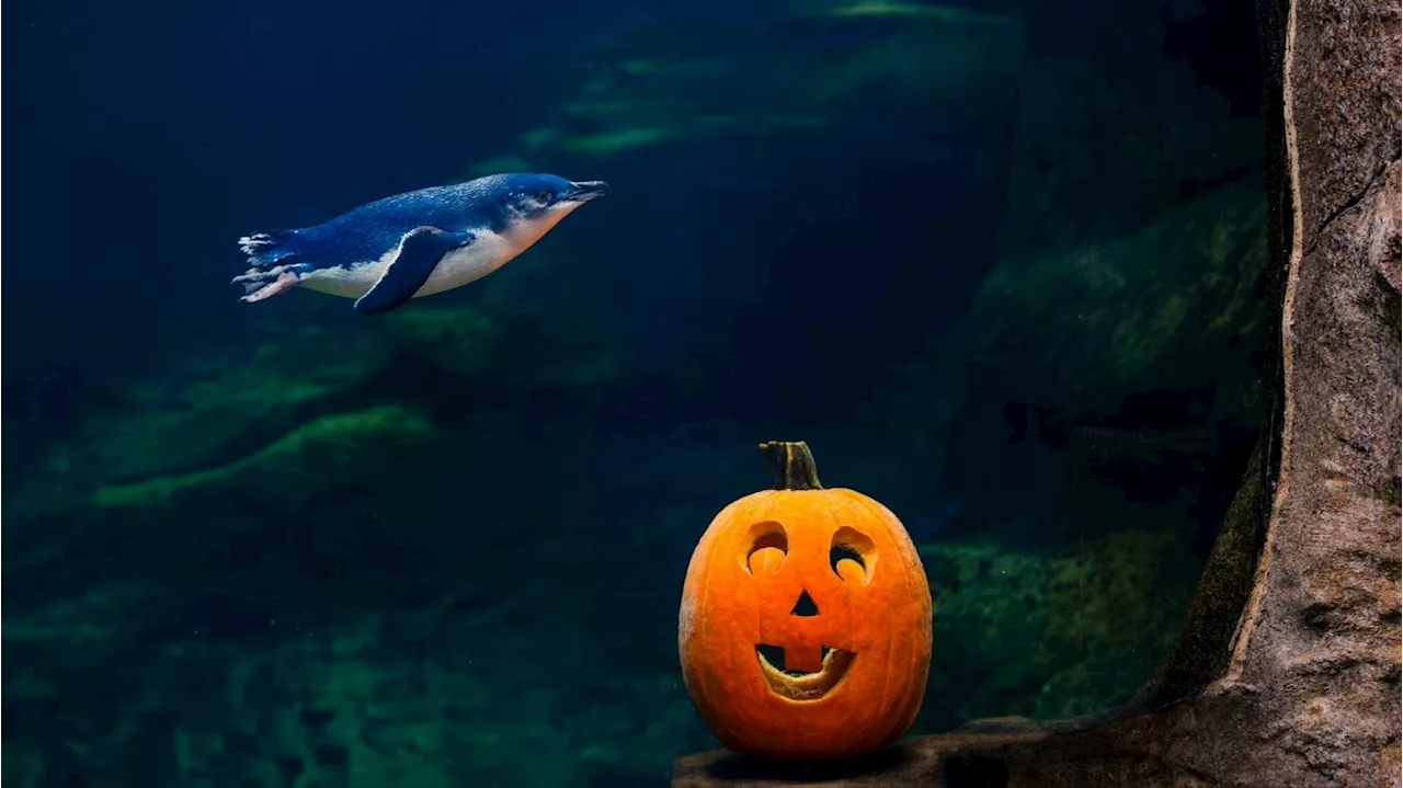 The beloved Little Blue Penguins celebrate ‘Waddle-ween' in La Jolla