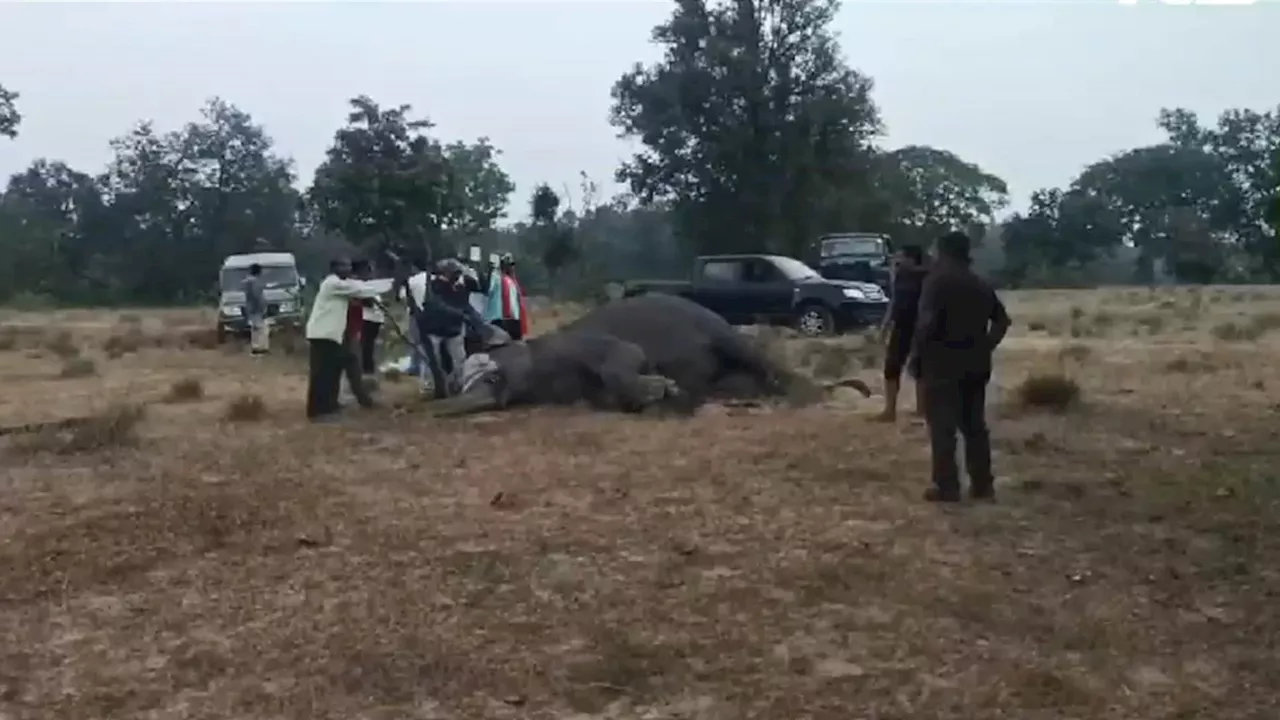 MP के टाइगर रिजर्व में नहीं थम रहा हाथियों की मौत का सिलसिला, आंकड़ा 8 तक पहुंचा