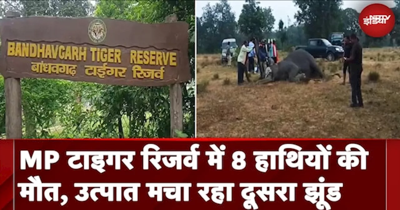 MP: Bandhavgarh Tiger Reserve में 8वे हाथी की मौत, गुस्से में हाथियों का झुंड मचा रहा है उत्पात