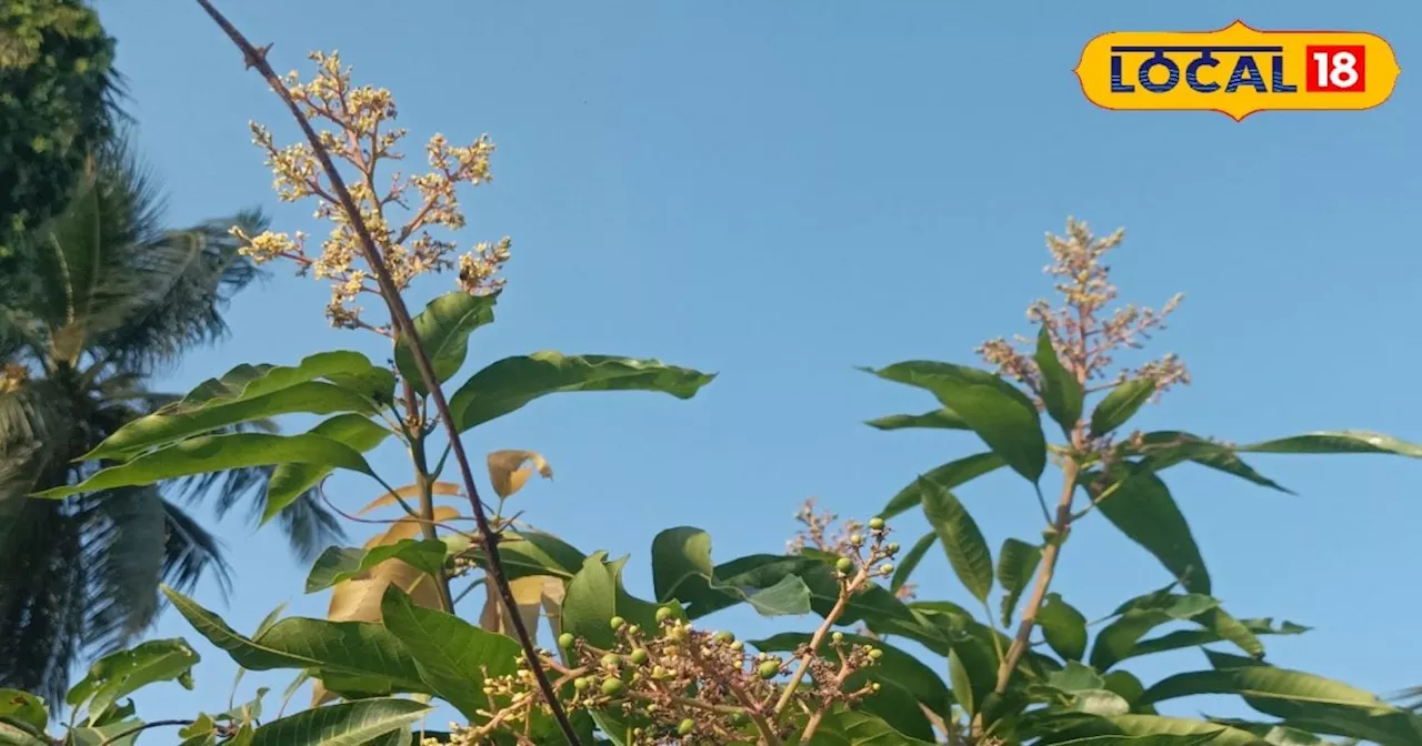 Thailand variety mango: थाईलैंड की ये खास वैरायटी, सालभर मिलेगा आम का स्वाद; पूर्णिया में यहां मिलेगा पौधा