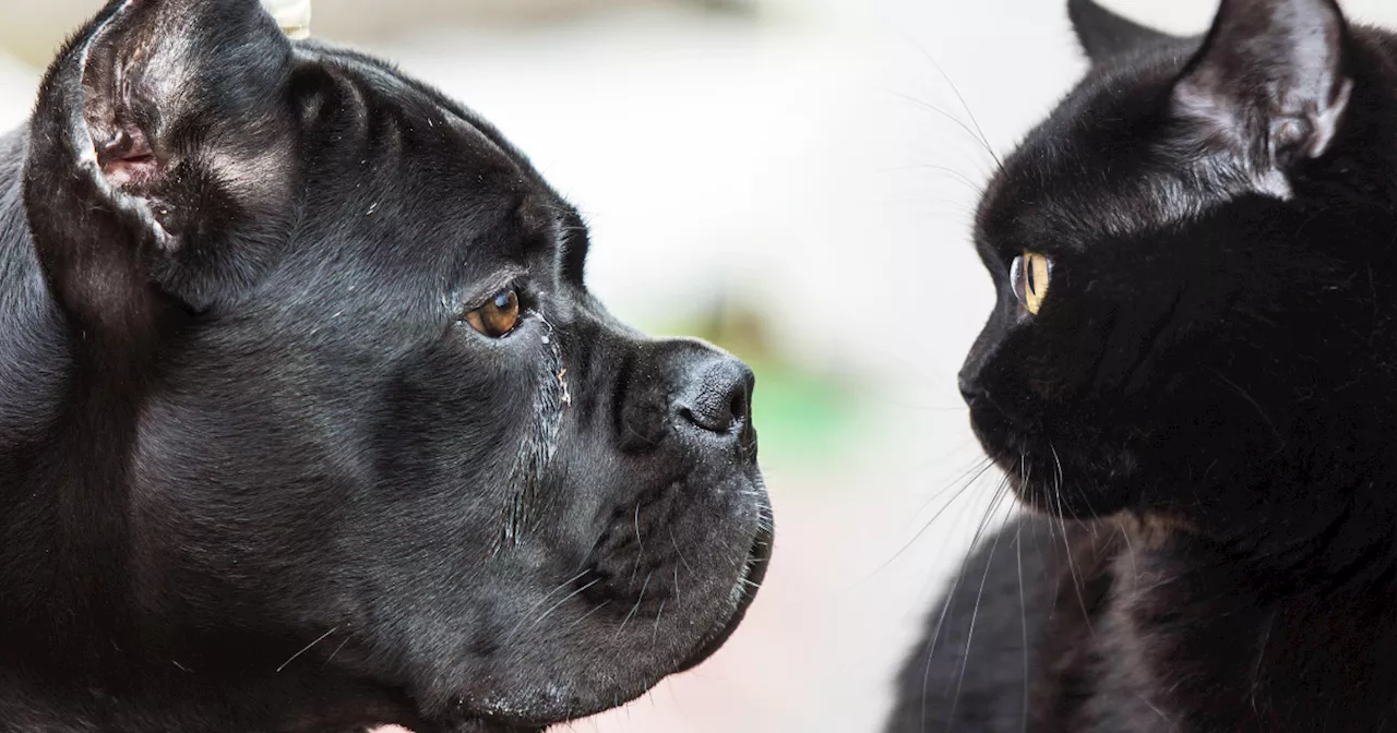 ‘There’s a lot of superstition’ – DSPCA urges people to adopt black cats and dogs