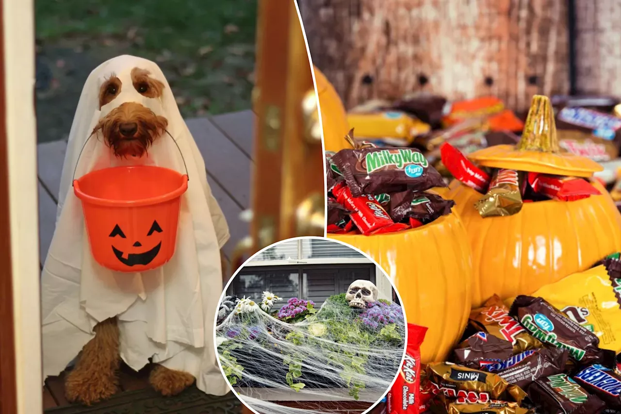 I'm a dog trainer — here's how to keep your pets safe on Halloween