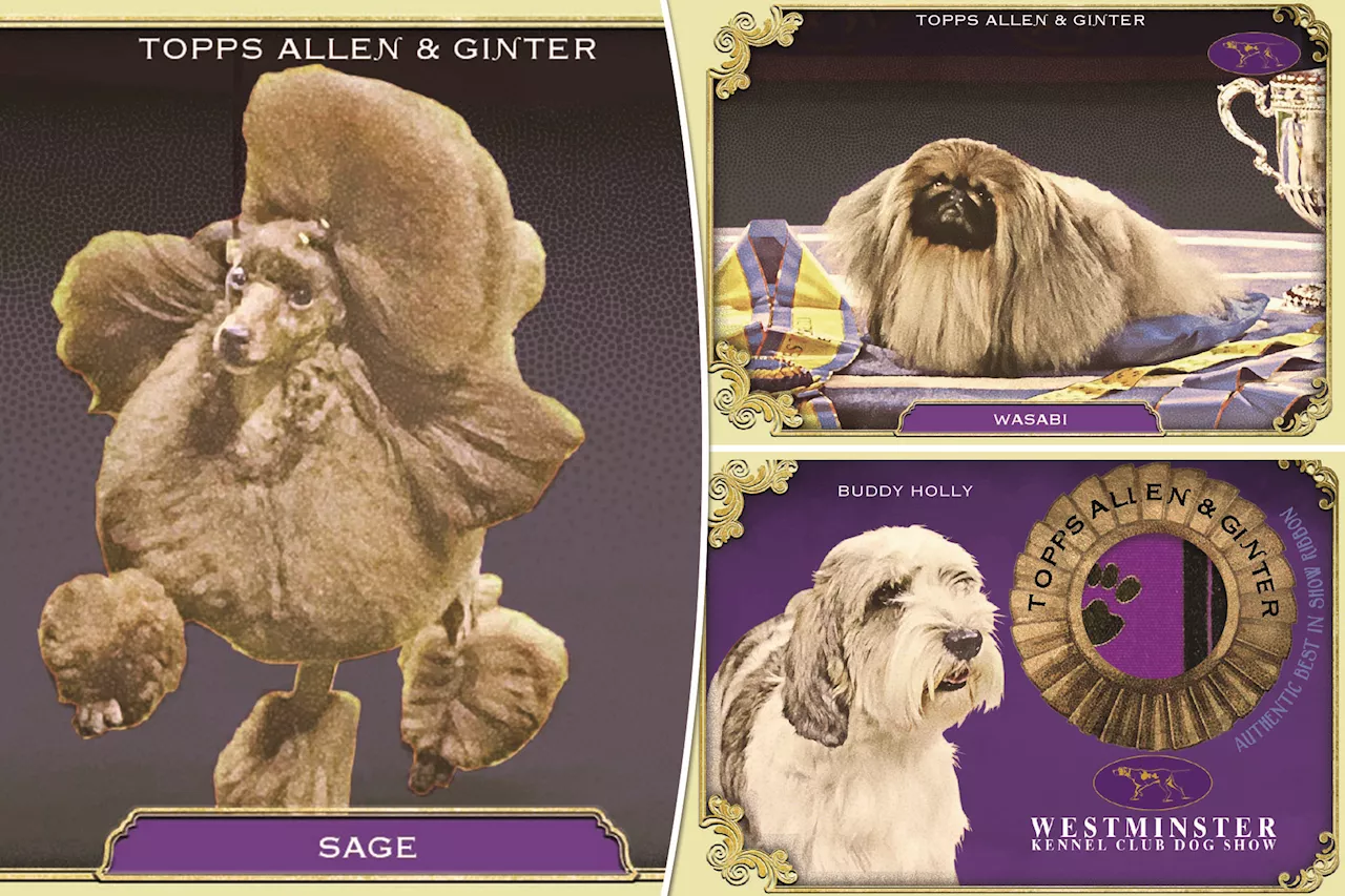 Westminster Kennel Club Dog Show winners are getting trading cards — some could become rare collectors' items