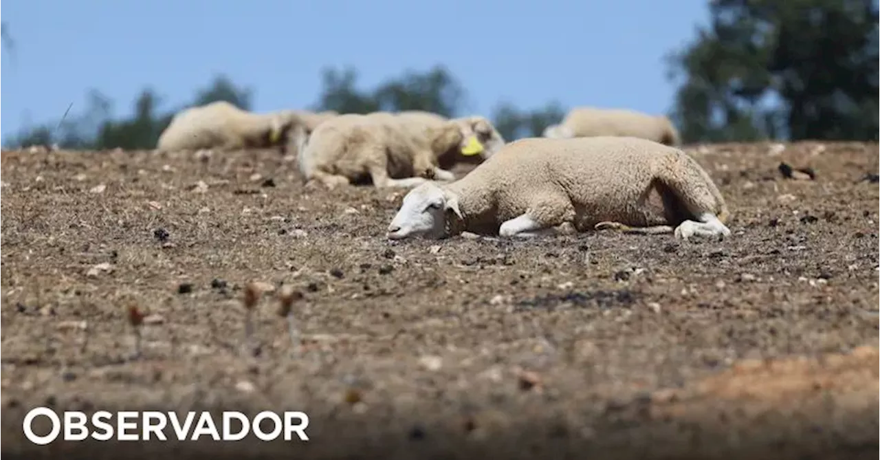 Rebanhos na Cova da Beira com casos de doença da língua azul