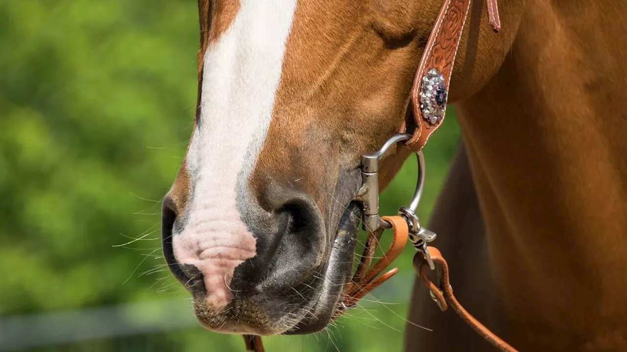 Deux cavalières blessées lors d’une promenade dans le Bas-Rhin, un cheval retrouvé mort