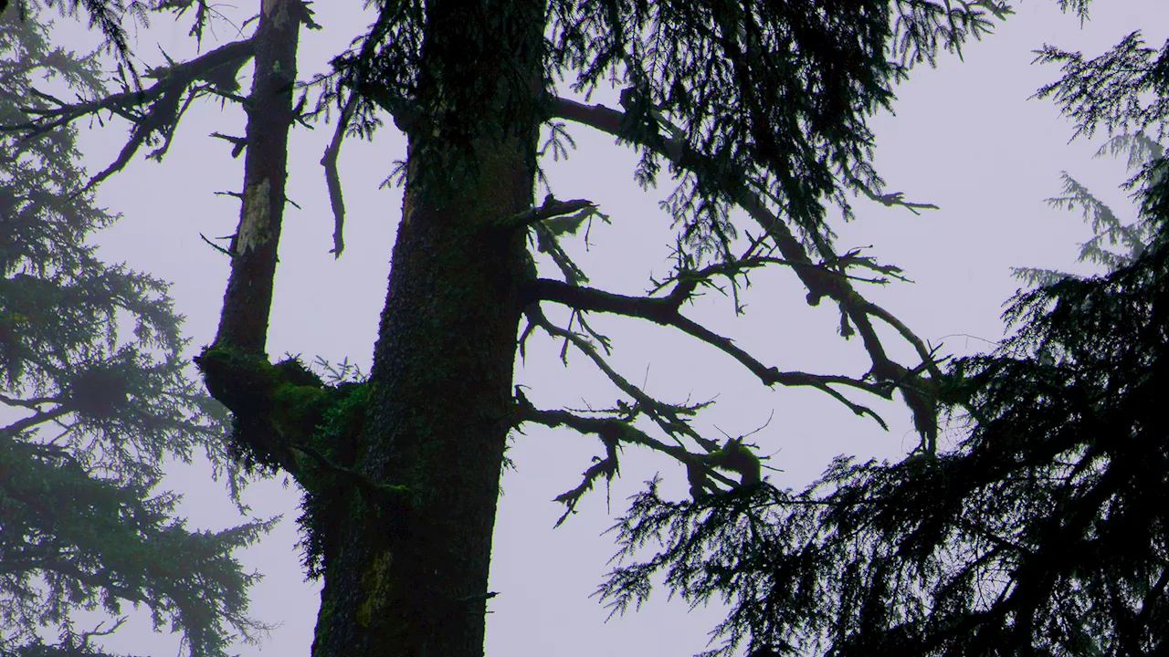 Listening in on the mysterious marbled murrelet with machine learning