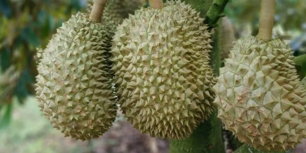 Pasokan Menurun, Harga Durian Monthong Vietnam Merangkak Naik