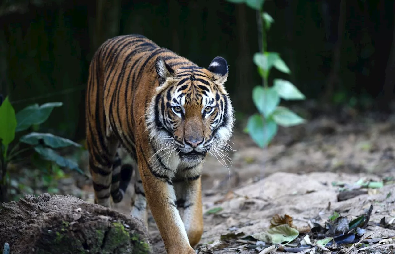 Perhilitan to know in two to three weeks if captured tiger behind fatal attacks