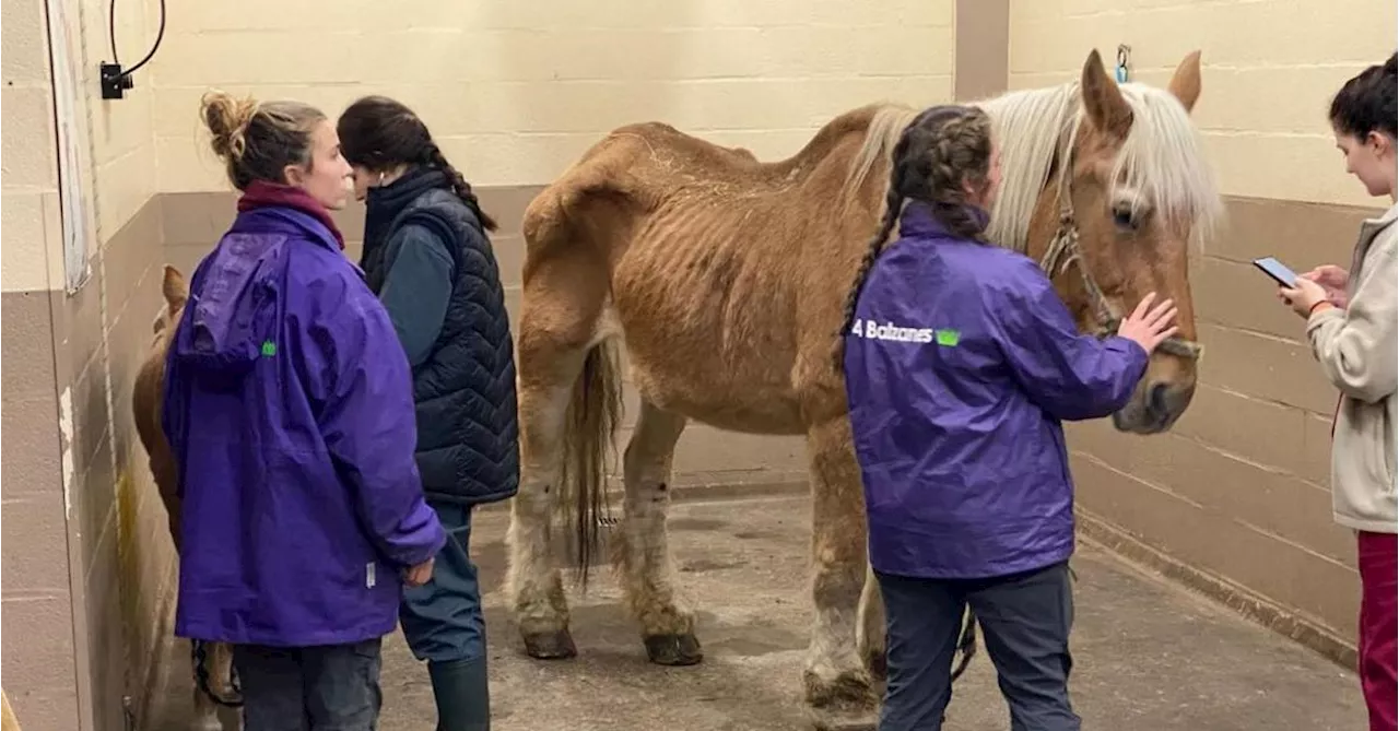 L’association 4 Balzanes, à Horrues, est intervenue en urgence dans un autre refuge : 115 chevaux délaissés,