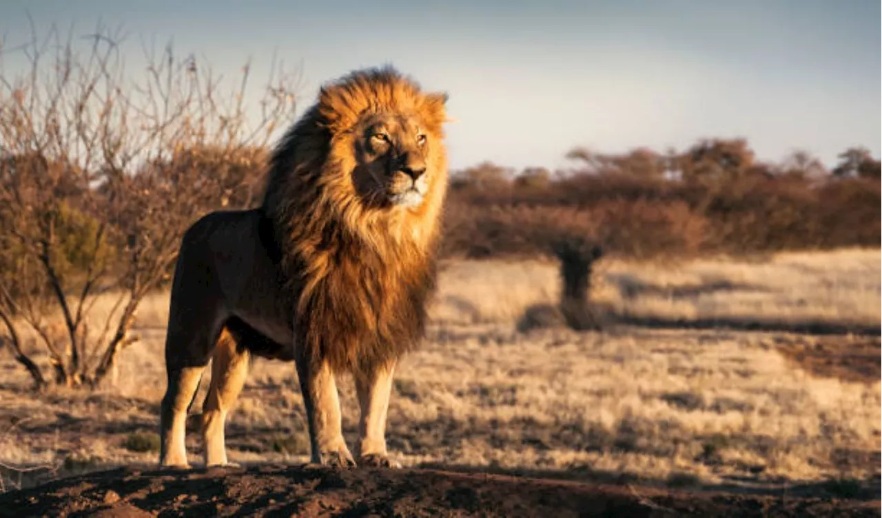 Lion on the loose in Mpumalanga Province