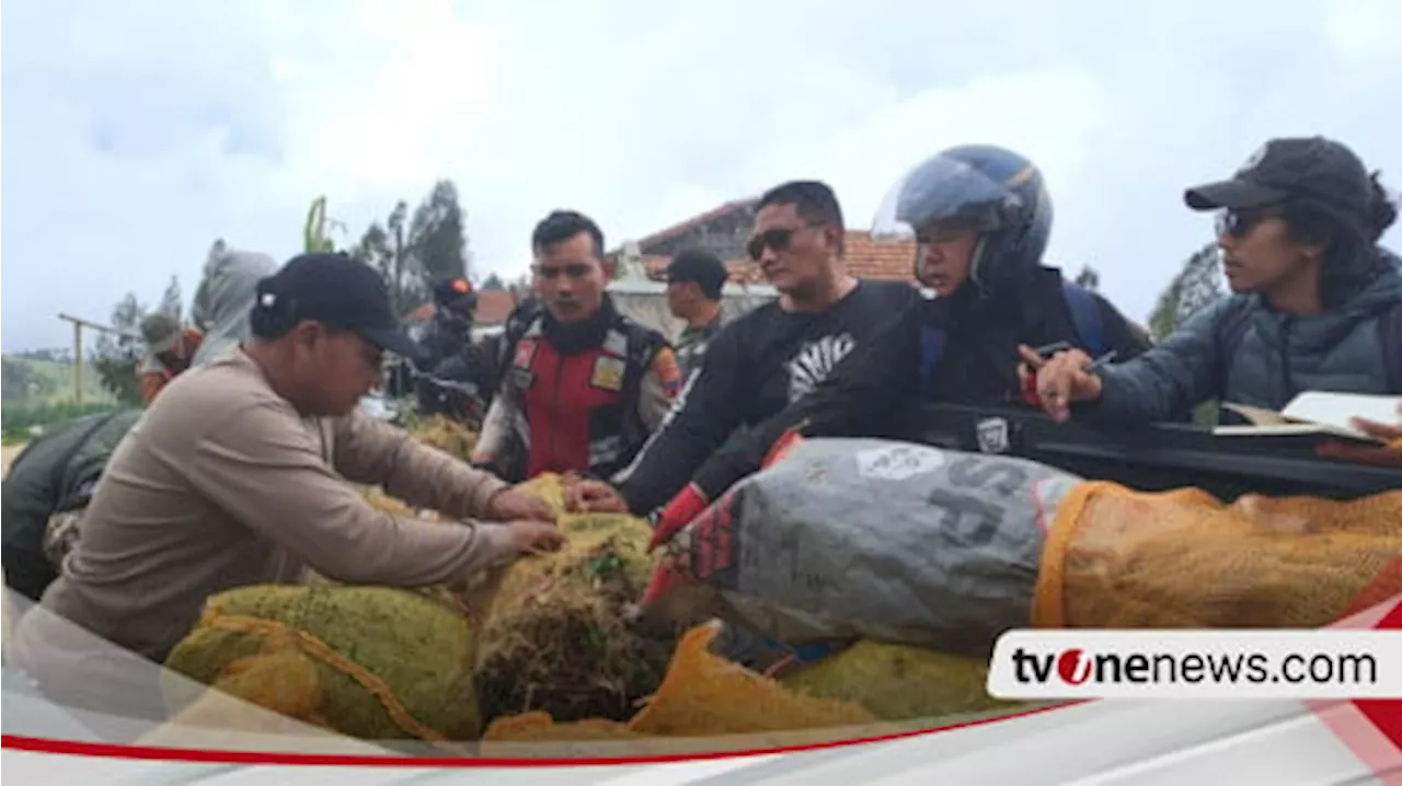 Temukan kembali Ladang Ganja di Lereng Semeru, Polisi Amankan 4334 Batang dari 5 Lokasi