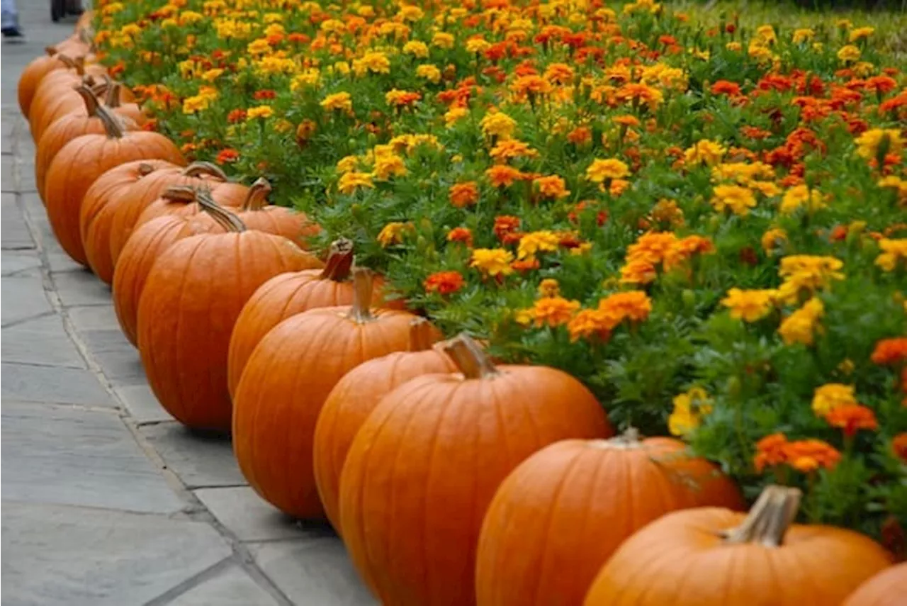 Three pumpkins are raising awareness for food allergies, epilepsy and autism this Halloween season