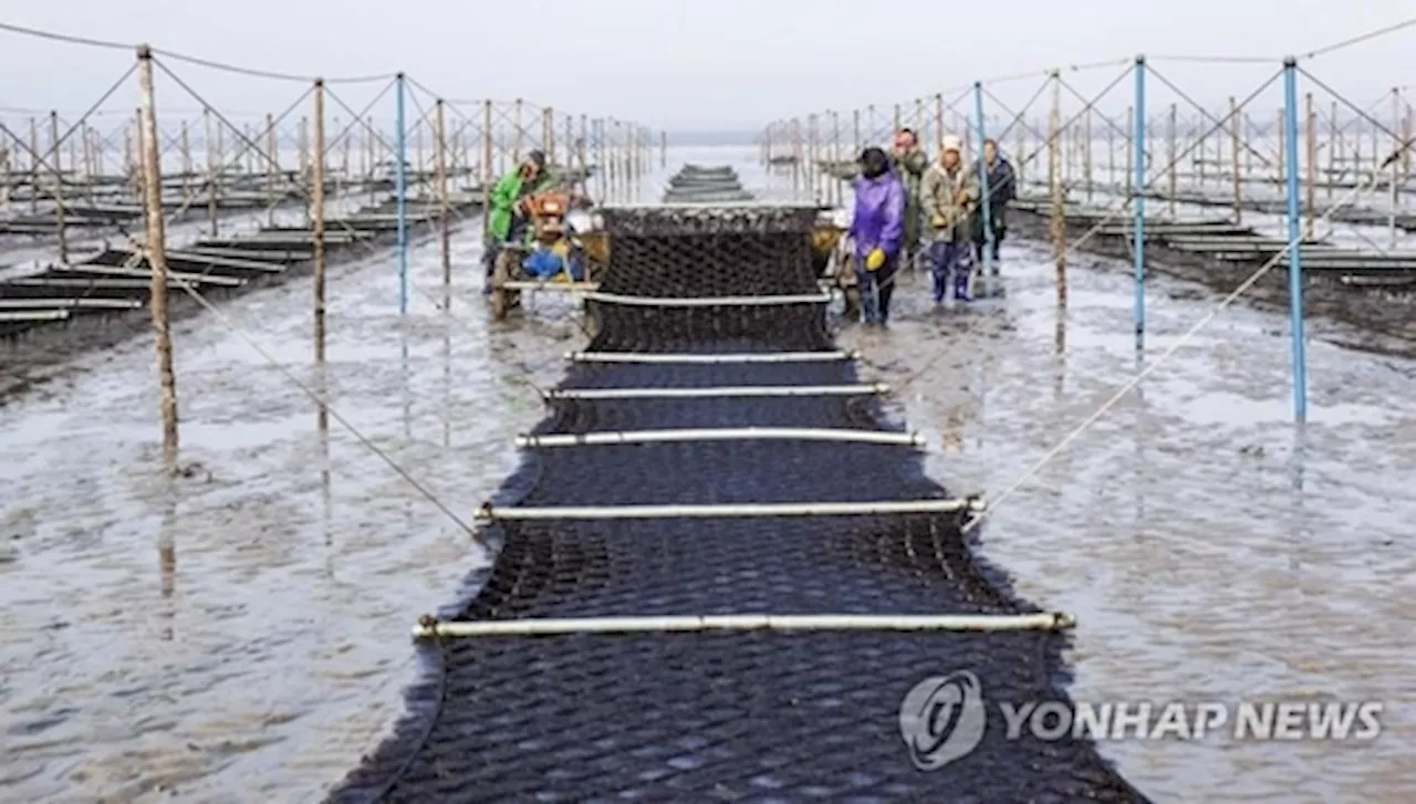 국산 김 'GIM'으로 국제표준화…먼 바다서도 양식(종합)