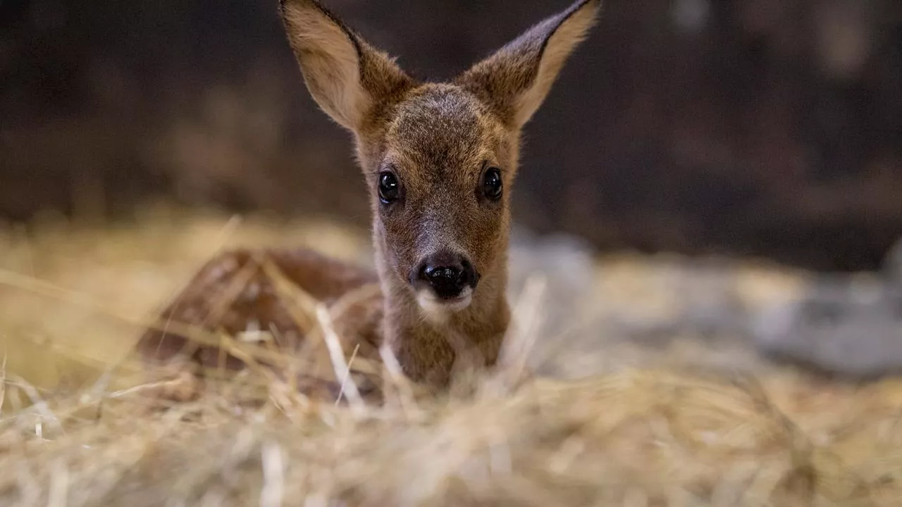 Tierschutz, Vorname, Ausweis: Das ändert sich ab November