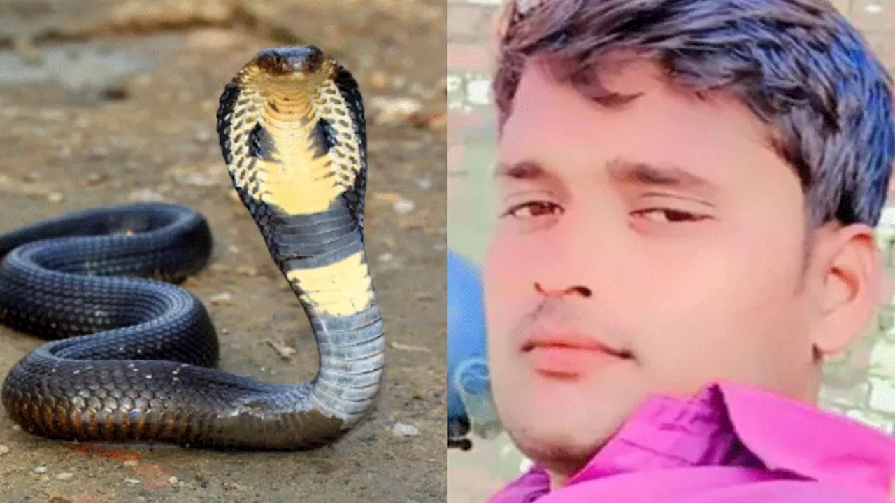 Snake Revenge: ఇదేక్కడి రీవెంజ్.. తోటి సర్పాన్ని చంపాడని కసితీరా కాటేసిన మరో పాము.. ఎక్కడ జరిగిందో తెలుసా..?..