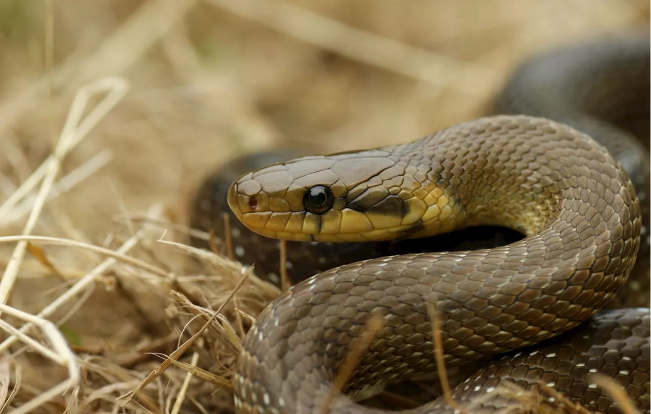 Nouvelle-Aquitaine : La lente disparition des serpents « est très grave »