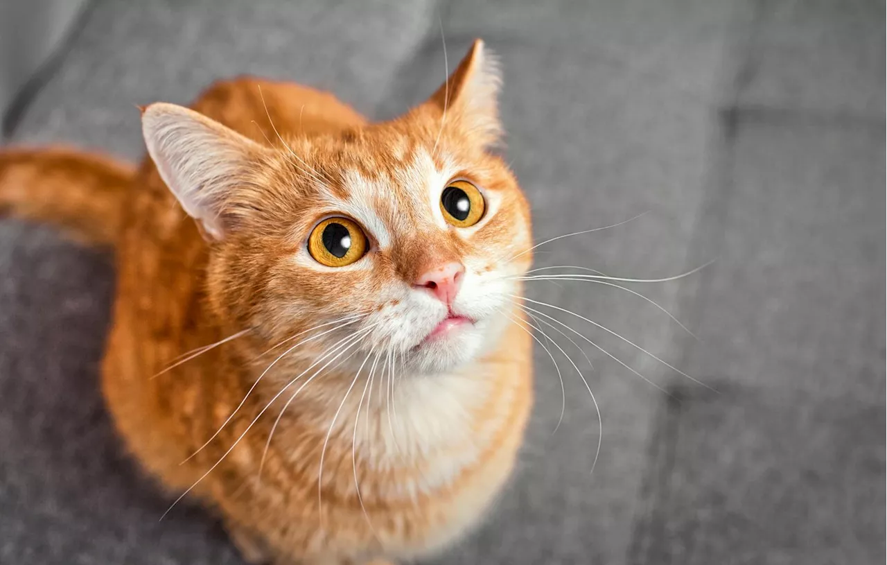 Indre-et-Loire : Deux chats enfermés pendant une semaine sans nourriture ni eau