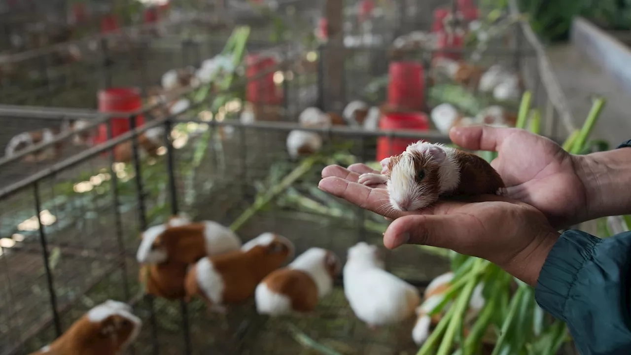 Peru celebrates 2 decades of a fast-growing breed of guinea pigs eaten as a delicacy