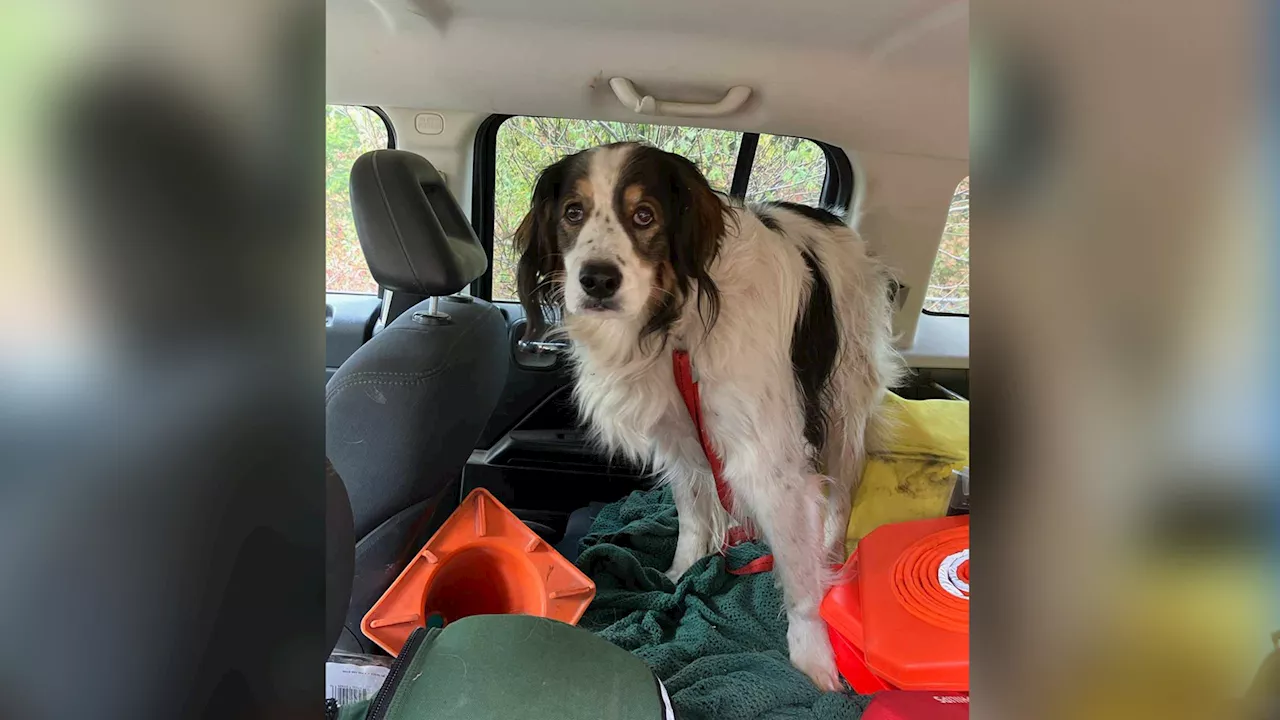 Dog comes to the rescue of 84-year-old owner, leads police to home