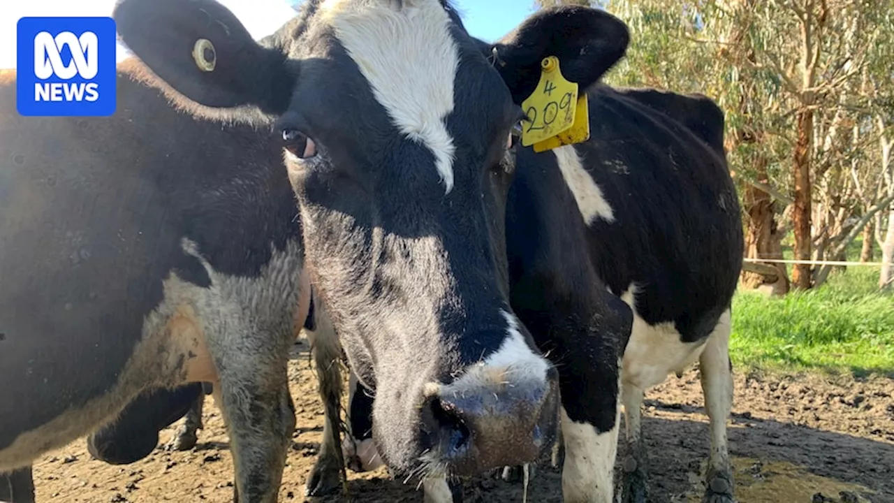 Australia's dairy farmers prepared to face deadly H5N1 strain of bird flu if it arrives