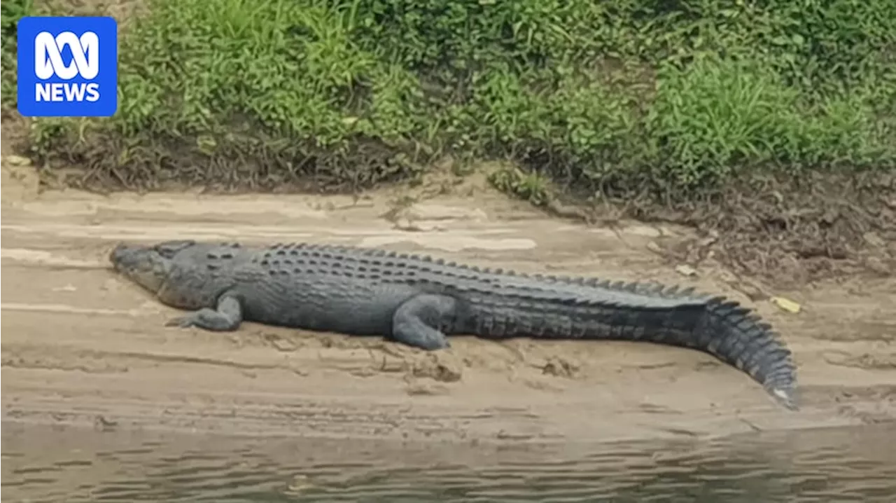 Influencer Jaylie Tori draws criticism over Queensland crocodile feeding boast