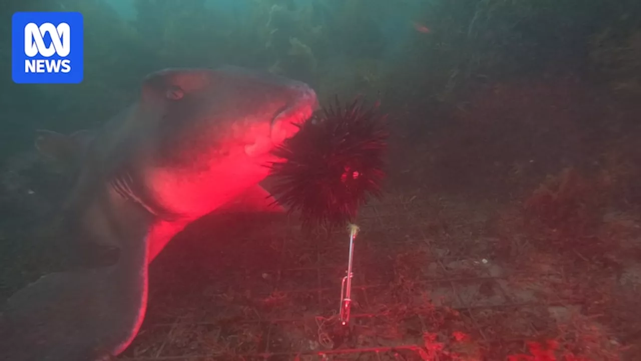 Sharks gorge on sea urchins in discovery of a new ally in battle with invasive species