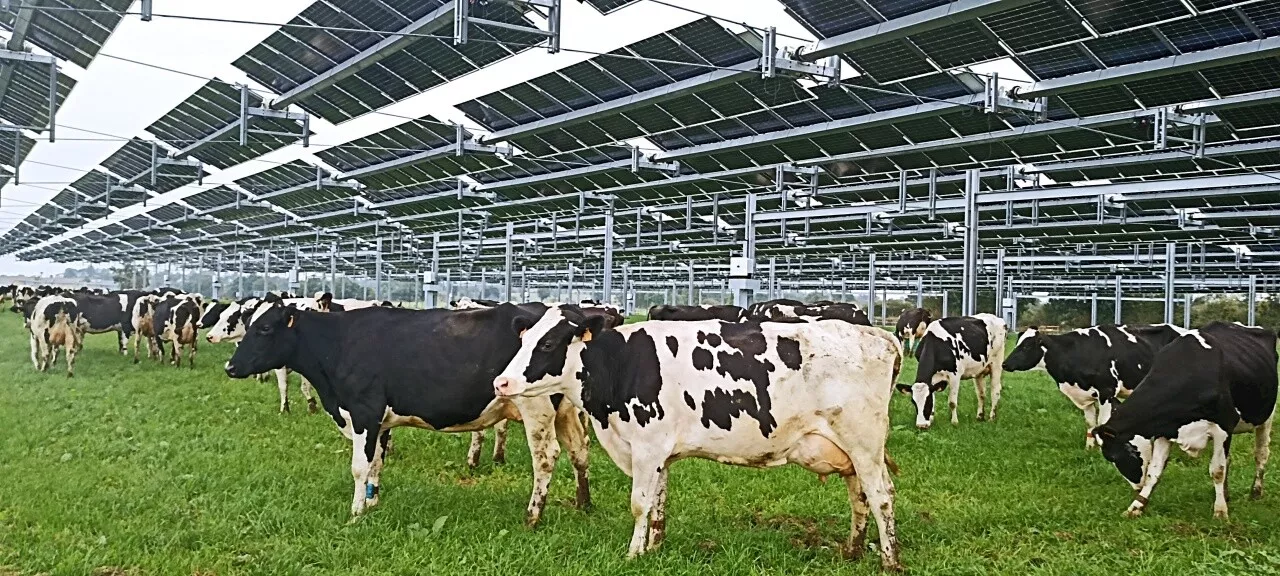 En Normandie, 60 vaches broutent sous 3 hectares de panneaux solaires