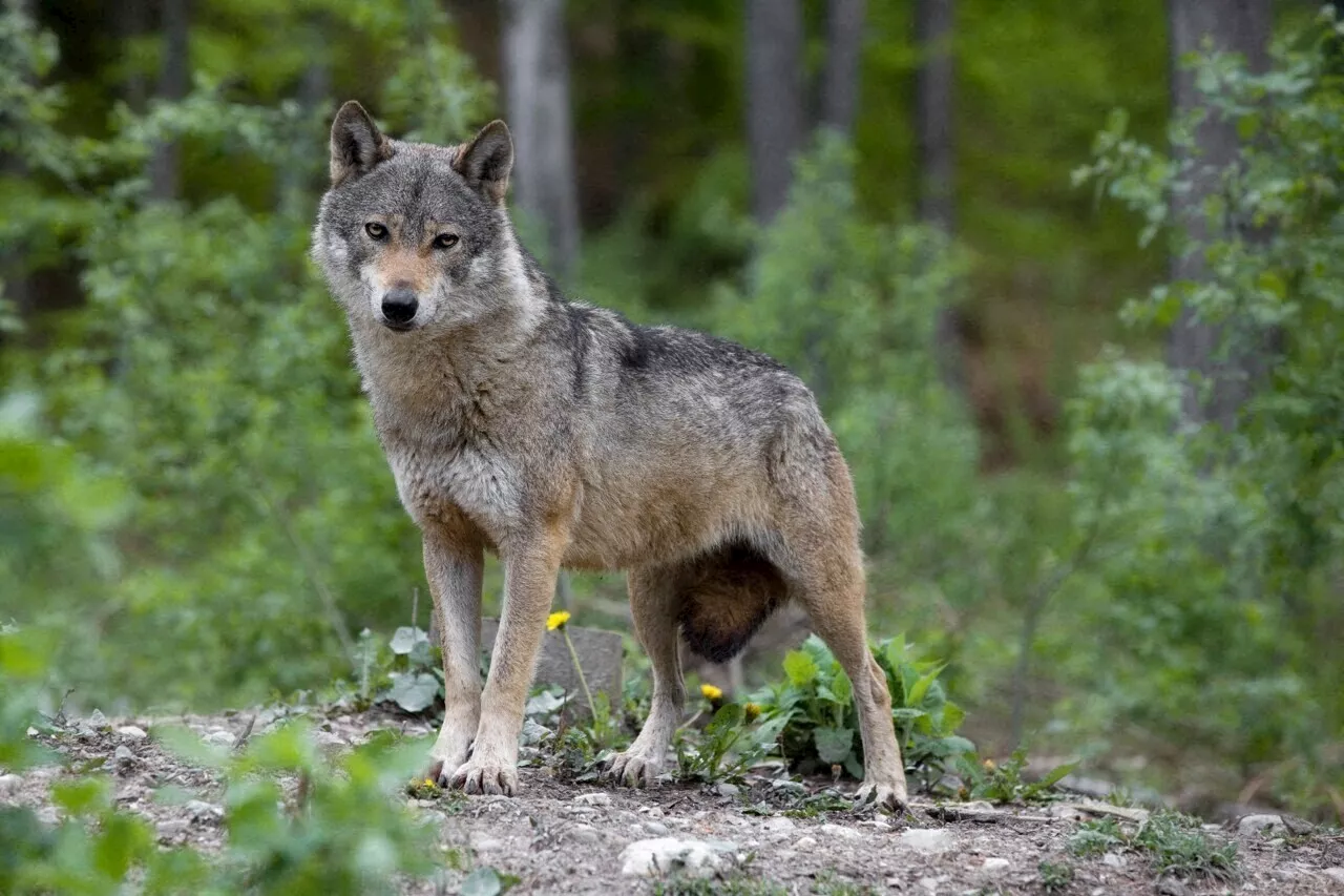 Michel Barnier favorable à tuer davantage de loups pour protéger les exploitations agricoles