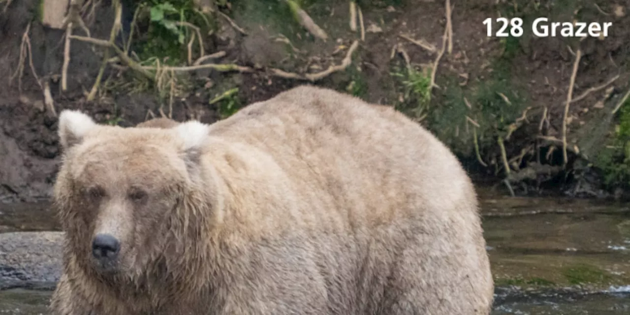 How bears decide if they land in the Fat Bear Week bracket