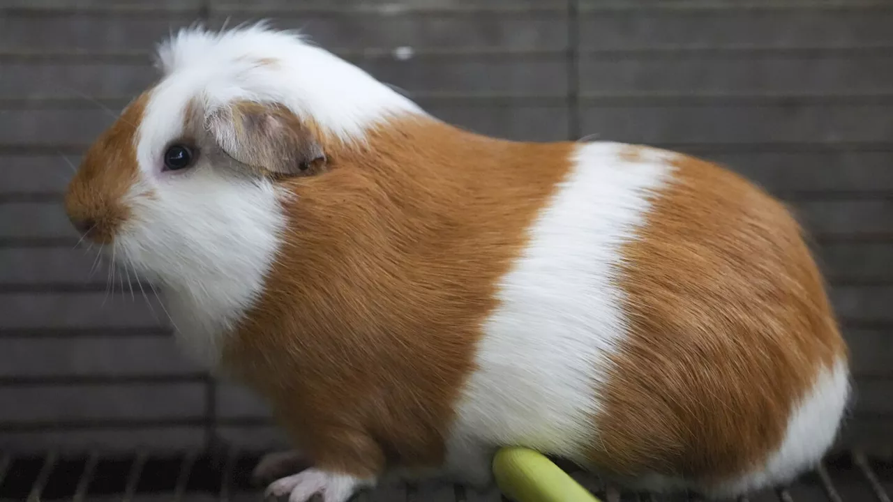 Peruvian Guinea Pigs: A Traditional Andean Delicacy