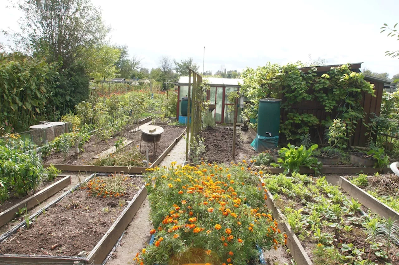 Urbaner Waldgarten Britz? Wie ein Neuköllner Pilotprojekt das Gärtnern revolutioniert