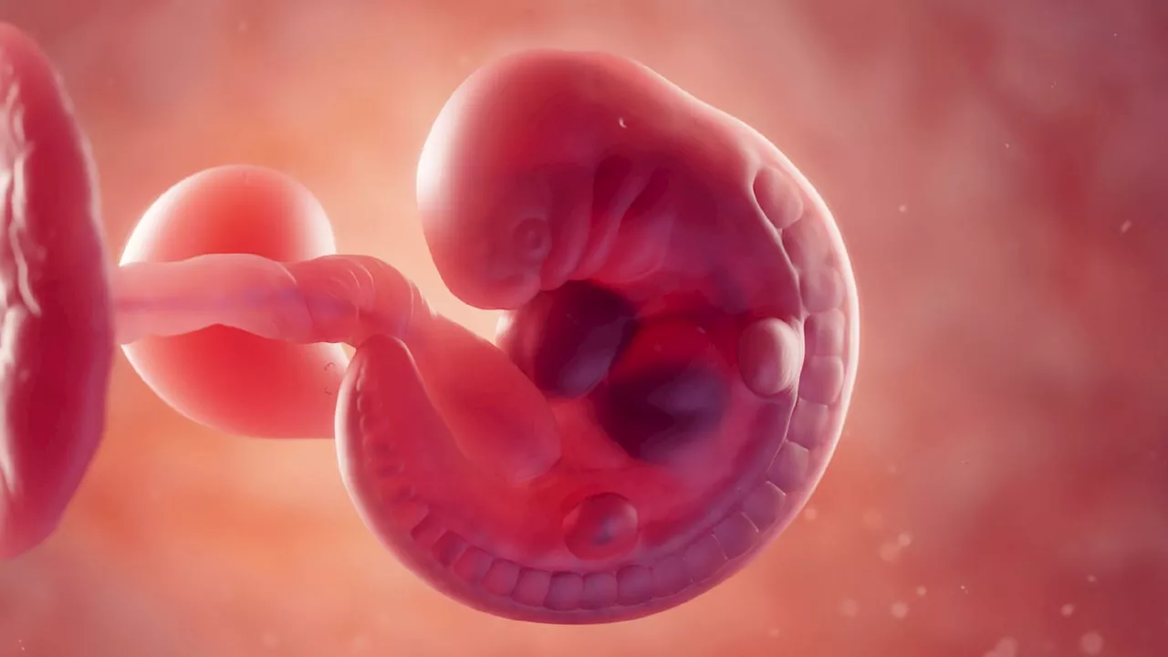 Entdeckung der Embryo-Pausetaste: Menschliche Keimruhe möglich?