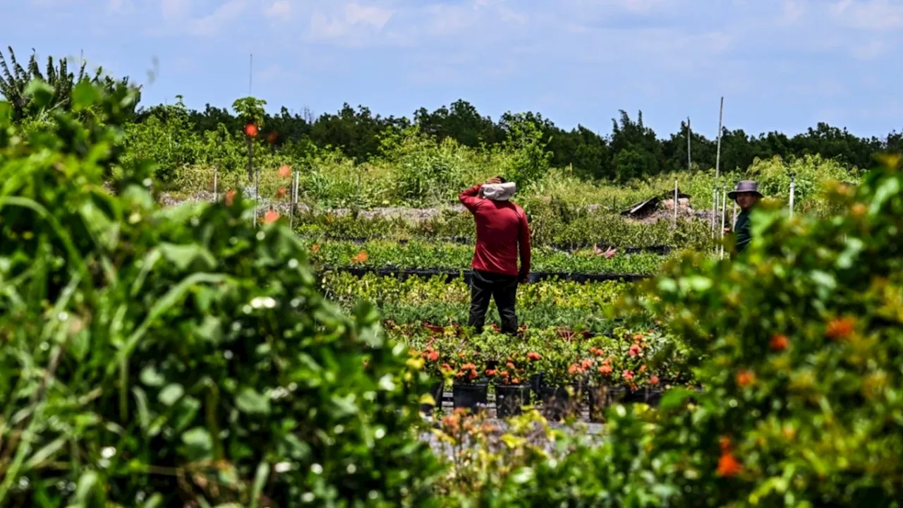 JEP ordena proteger los derechos de los campesinos víctimas en el Urabá antioqueño