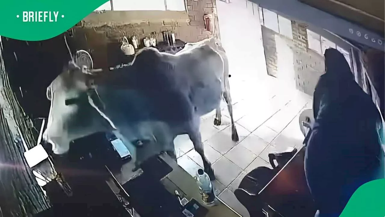 'What an Exercise': SA Reacts as Woman Hilariously Jumps on Counter After Cow Crashes into Office