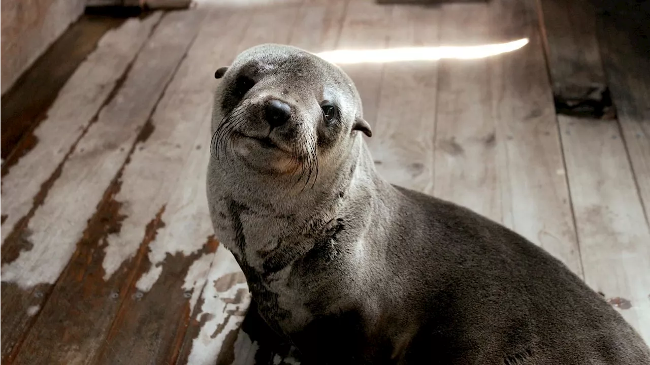 Seal death at Muizenberg Beach raises concerns over animal welfare