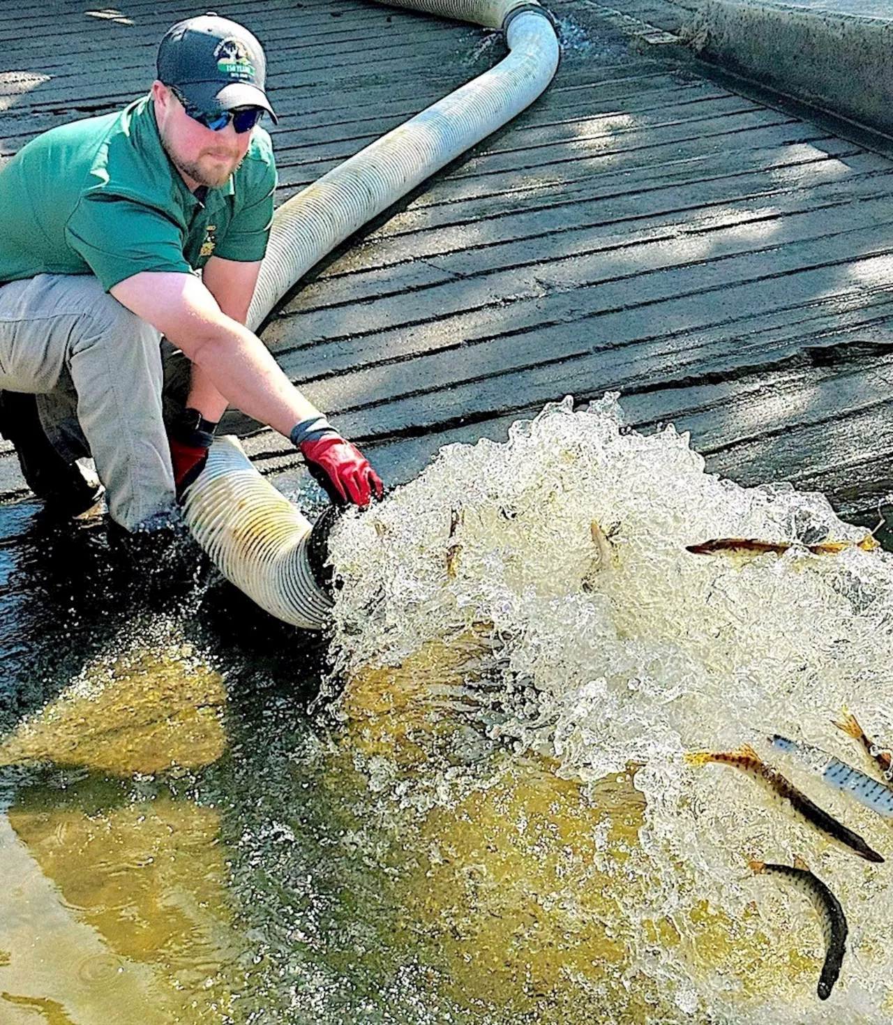 Ohio’s renowned muskie population gets transfusion: NE Ohio fishing report