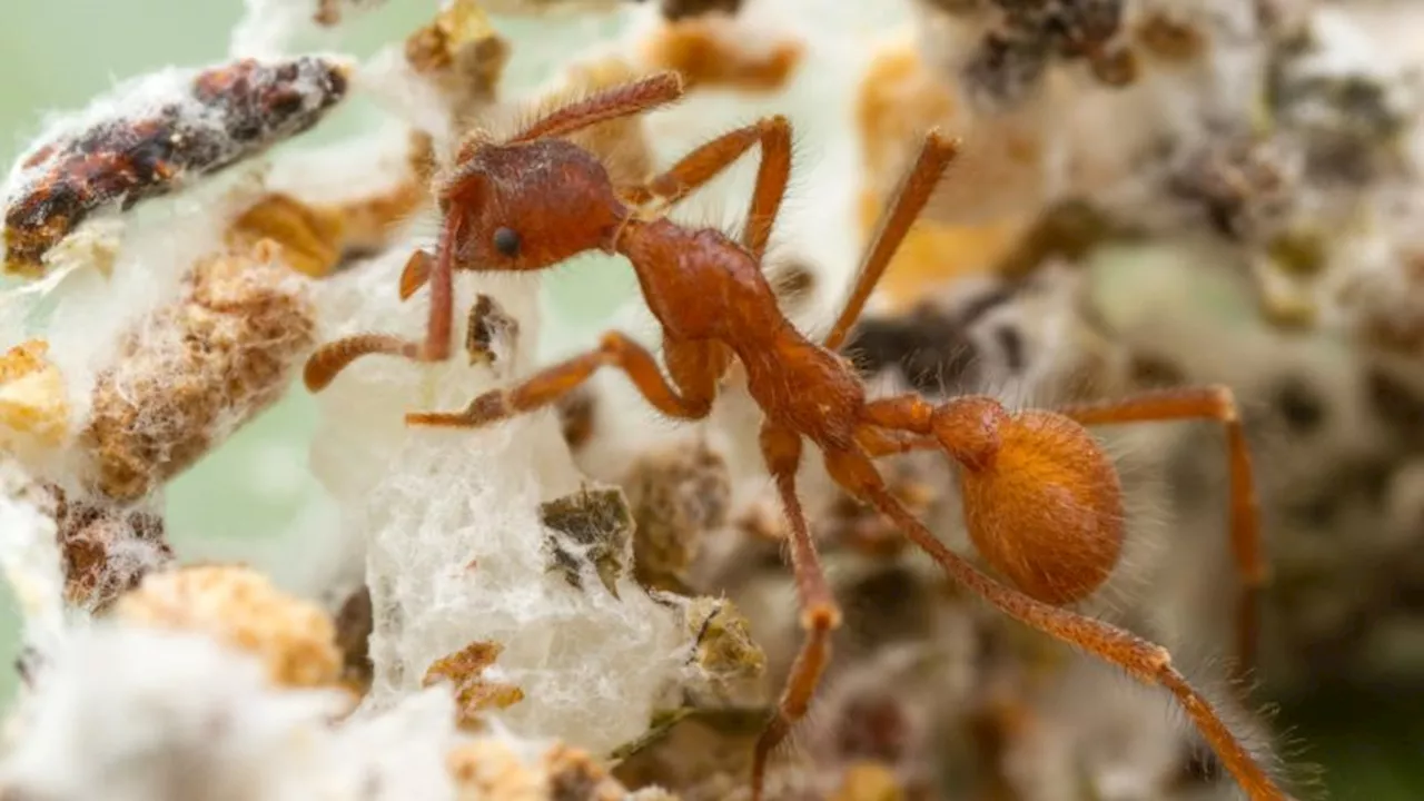 When a massive asteroid wiped out the dinosaurs, ants began farming fungi