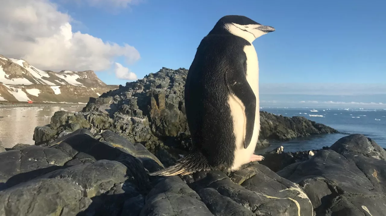 Parts Of Antarctica Are Turning Green At An Alarming Rate