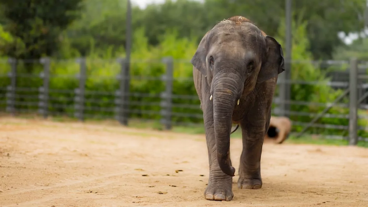 Baby elephant at Fort Worth Zoo helps in fight against deadly virus